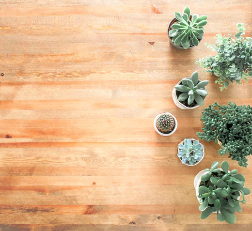 How to Protect Your Hardwood Floors from House Plants